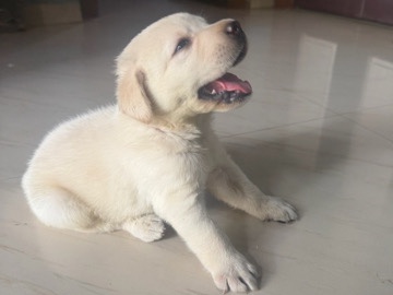 Labradoodle – Labrador.   male.  female available – Mohla Manpur Ambagarh Chouki