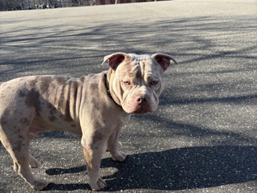 Draco ( tri Merle micro Amrican bully)