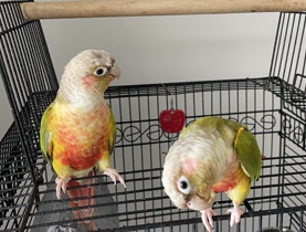 Green Cheek Pineapple Conures (Pair)