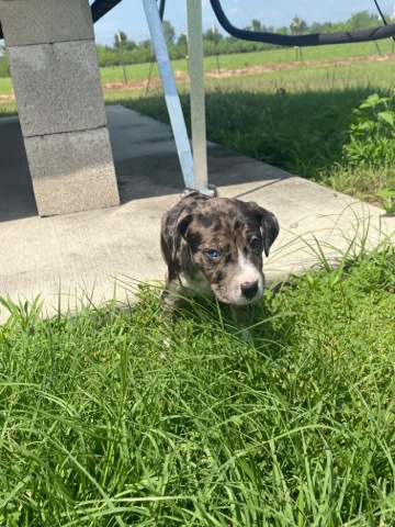 American Staffordshire Terrier – American bully pup 1