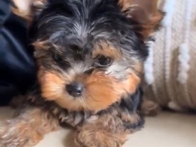 Yorkshire Terrier – Adorable KC Registered Yorkshire Terrier Puppy – 3 Months Old – Sacramento