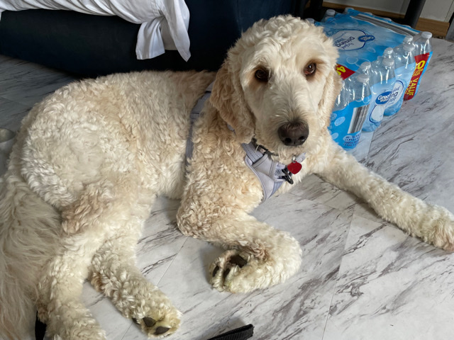 Golden Retriever – GoldenDoodle puppy