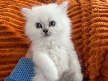 British Longhair – Liebevolle BLH und BKH suchen eine Zuhause – Coburg