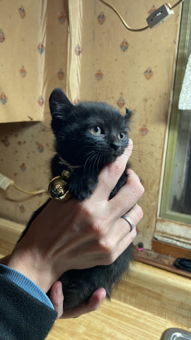 American Curl – kitten looking for furever home