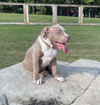 American bully xl tri male