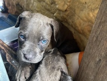 American Pit Bull Terrier – American Pit Bull Terrier Puppy – 13 Weeks Old – Greensburg