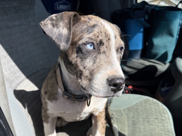 Catahoula Cur – catahoula little girl – New Orleans