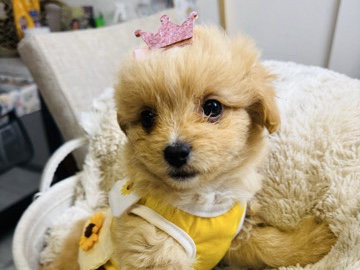 Pomeranian – Pomapoos – Fort Worth