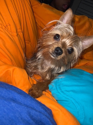 Yorkshire Terrier – 1 year old full bread yorkie