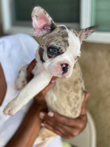 French Bulldog – French bulldog pups