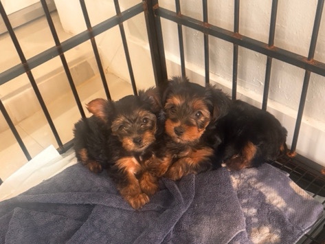 Yorkshire Terrier – yorkie – Miami