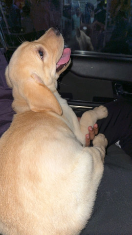 Labrador Retriever – labrador