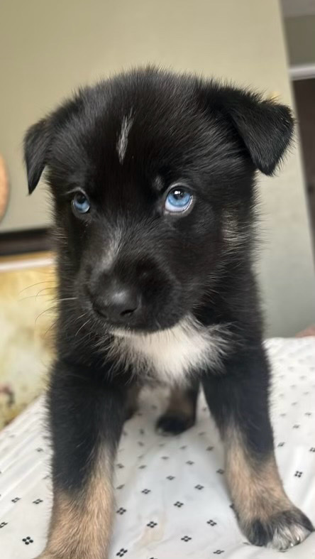 German Shepherd – Germán Shepherd/husky
