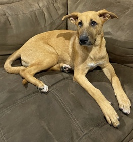 dog