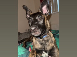 Belgian Shepherd Dog (Malinois) – chief🩵 – Ashford