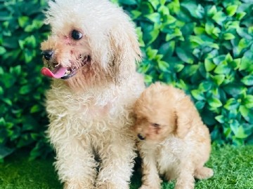Poodle – Toy Poodle cream color Male Puppy – Sharjah