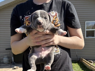 Plott Hound – Plott Hound mix puppies – De Soto