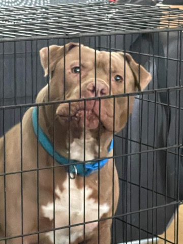marley xl bully