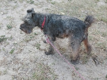 Miniature Schnauzer – Snooki – Dade City