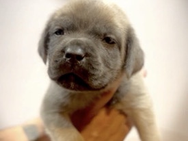 Cane Corso – cane corso puppies – Moreno Valley