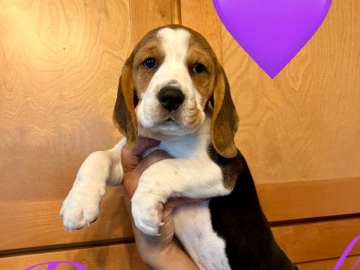 Beagle puppies 