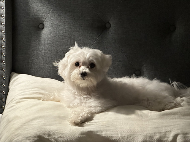Maltese – Simba the Maltese – Houston