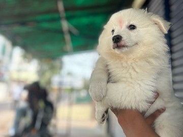 Pomeranian – pomariean – Nanakaramguda