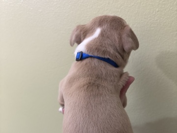 American Bulldog – XL American Bully – Palm Bay