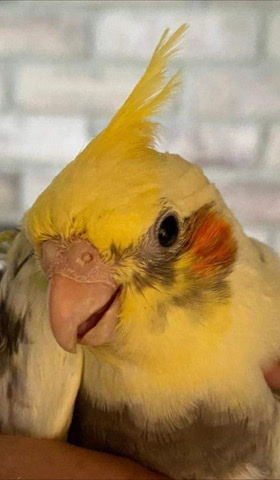 Cockatiel – Cockatiels for sale para venta