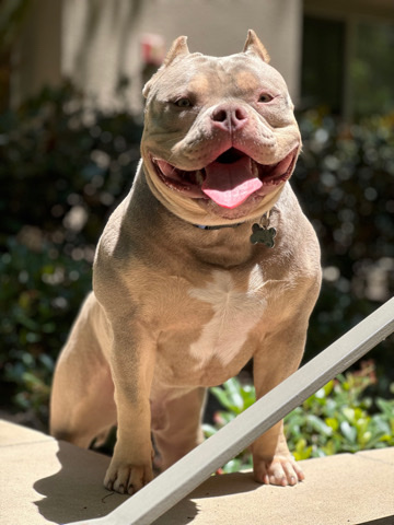 Bull and Terrier – Champagne Tri Pocket Bully