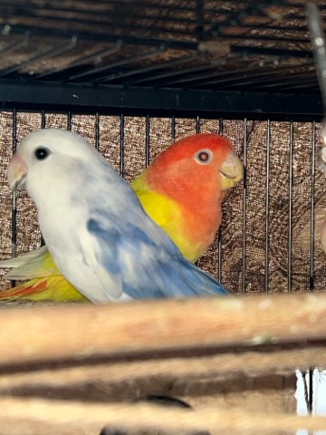 Rosenköpfchen Pärchen jung 