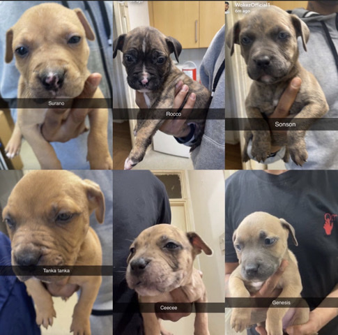 Mixed Breed – Friendly Mixed Breed Puppy – 8 Weeks Old in London – London