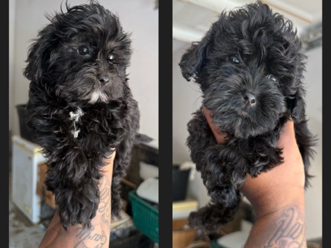 Cavapoo – Cavapoo puppy (Hiram, Ga) – Powder Springs