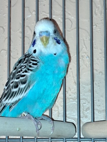 Budgerigar – parakeet