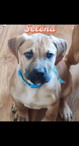 English Mastiff – English mastiff puppys.