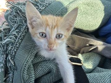 Kitten needs a loving life – Kerrville