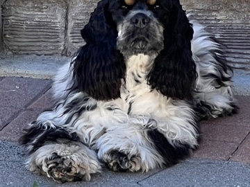 venta de cocker spaniel 