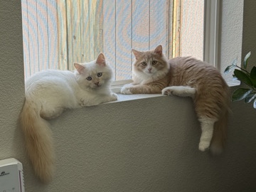 Siberian Flame Point