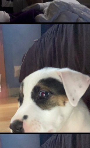 Labrador Husky – Marlo