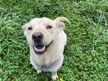 Labrador Retriever – Rehoming my sweet white lab mix zero🤍 – Bandy