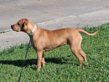 American Pit Bull Terrier – female pit bull Amaya – Houma