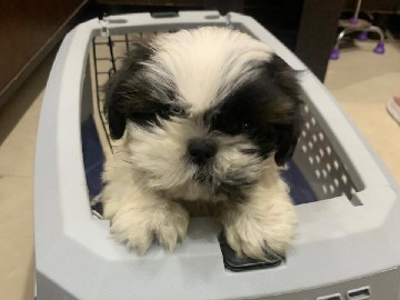 Shih Tzu – shihtzu dog – Amritsar