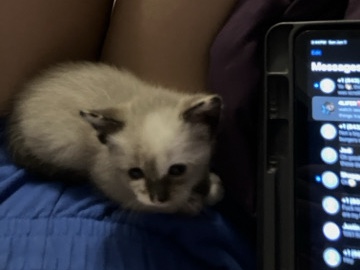Siamese – her name is neva and I can’t keep her I have to many – Charleston