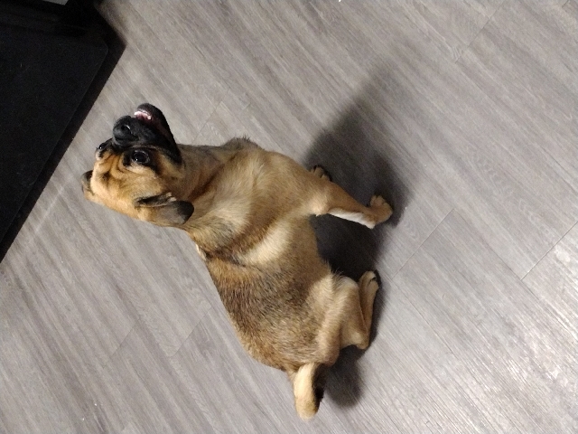 Pug – Chug Looking To Be Rehomed
