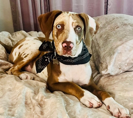 Glass Eye Catahoula Male