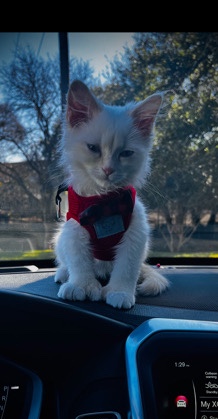 4 month old cat for sell