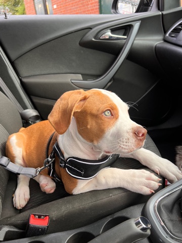 American Bulldog – XL bully puppy