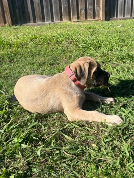 English Mastiff – Adorable English Mastiff