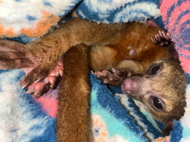 raccoon – male one year old kinkajou