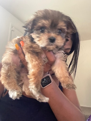 Yorkshire Terrier – Nigel needs loving home